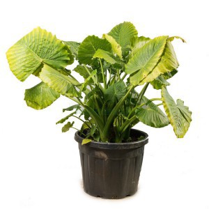 ALOCASIA MACRORRHIZA