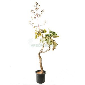 KALANCHOE BEHARENSIS (TOUFFE)
