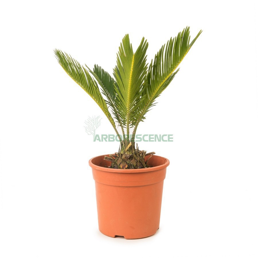 CYCAS REVOLUTA