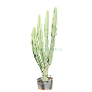 EUPHORBIA CANDELABRUM