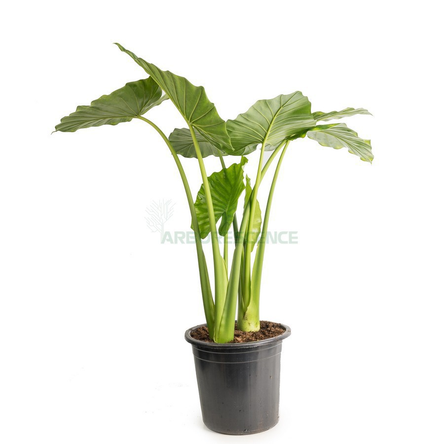 ALOCASIA MACRORRHIZA
