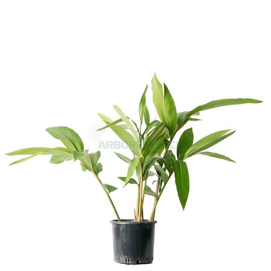 Variant 6