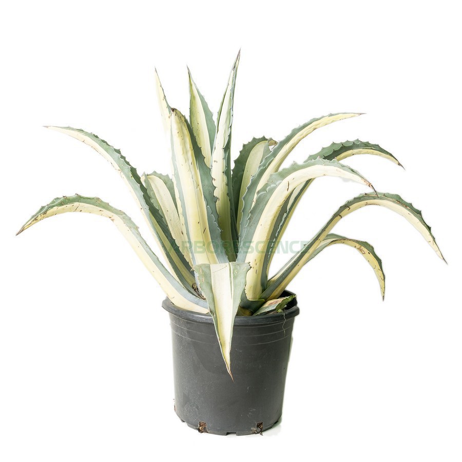 AGAVE AMERICANA MEDIOPICTA