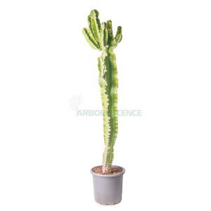 EUPHORBIA SPINANERA