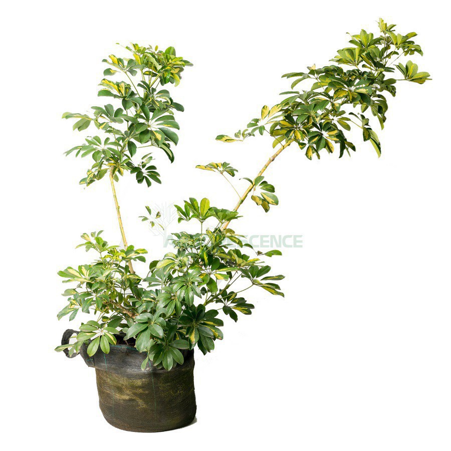 SCHEFFLERA ARBORICOLA (BOULE)