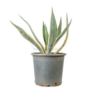 AGAVE AMERICANA / VARIEGATA