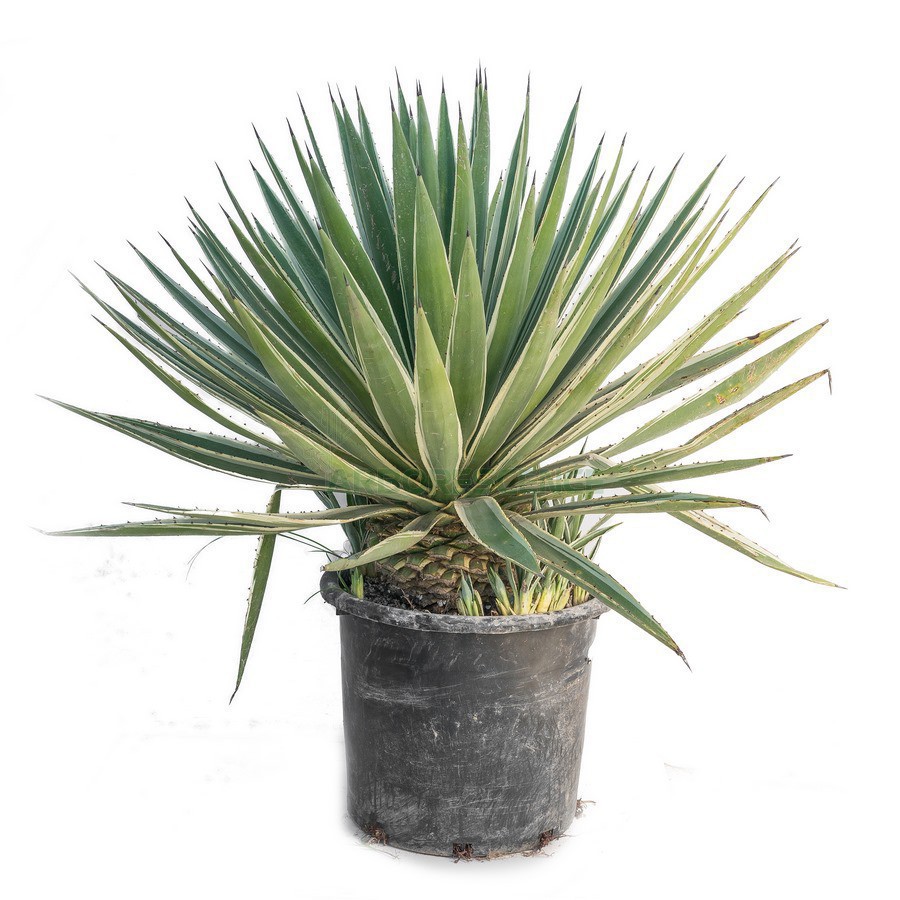AGAVE ANGUSTIFOLIA