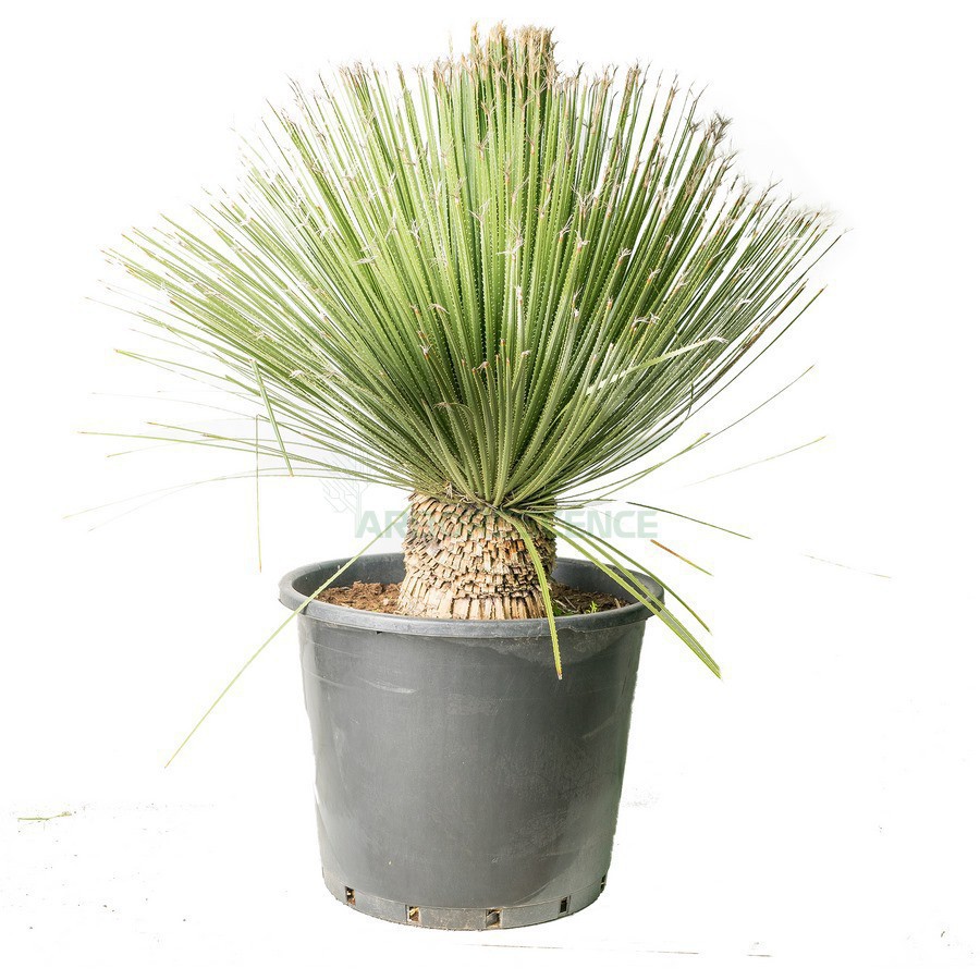 Variant 3