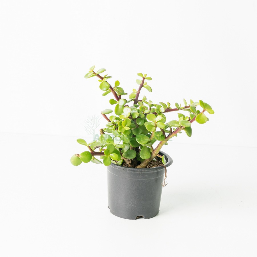 PORTULACARIA