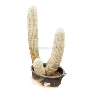 PSEUDO ESPOSTOA MELANOSTELE