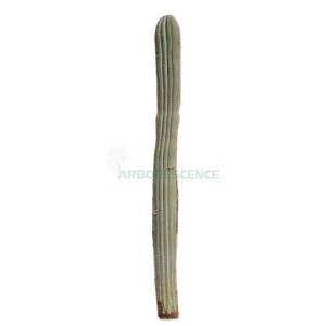 PACHYCEREUS PRINGLEI