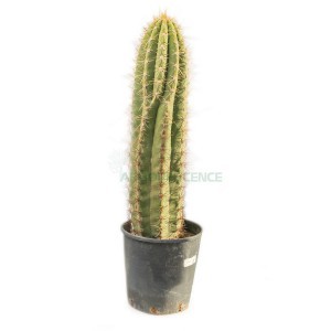 TRICHOCEREUS PASACANA