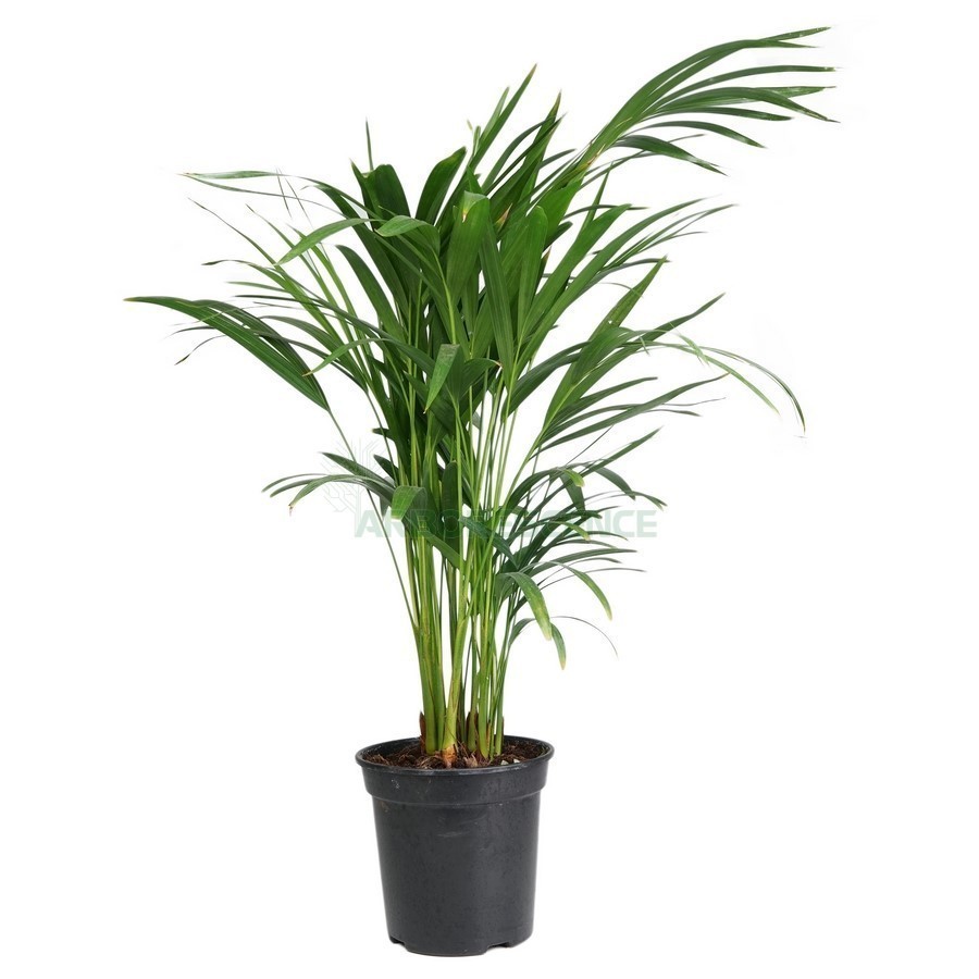 DYPSIS LUTESCENS (ARECA)
