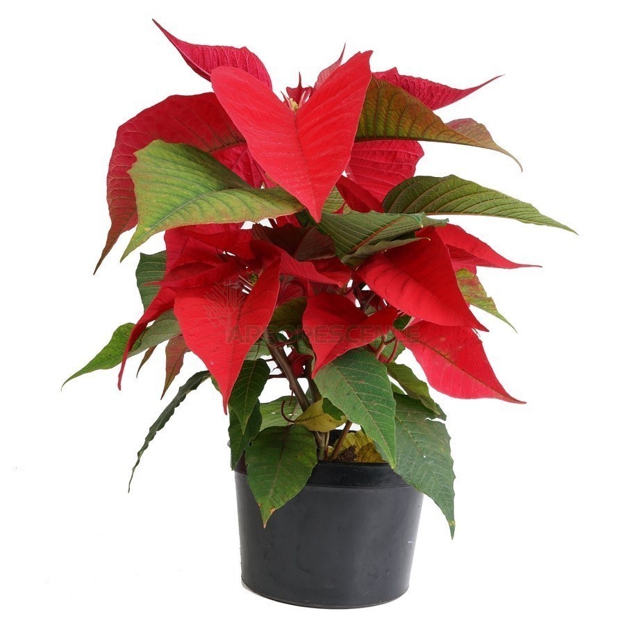 POINSETTIA