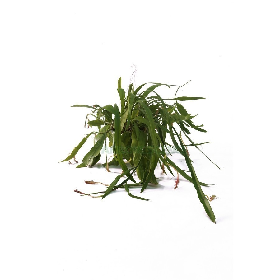 CACTUS COLGAR SUSPENDU