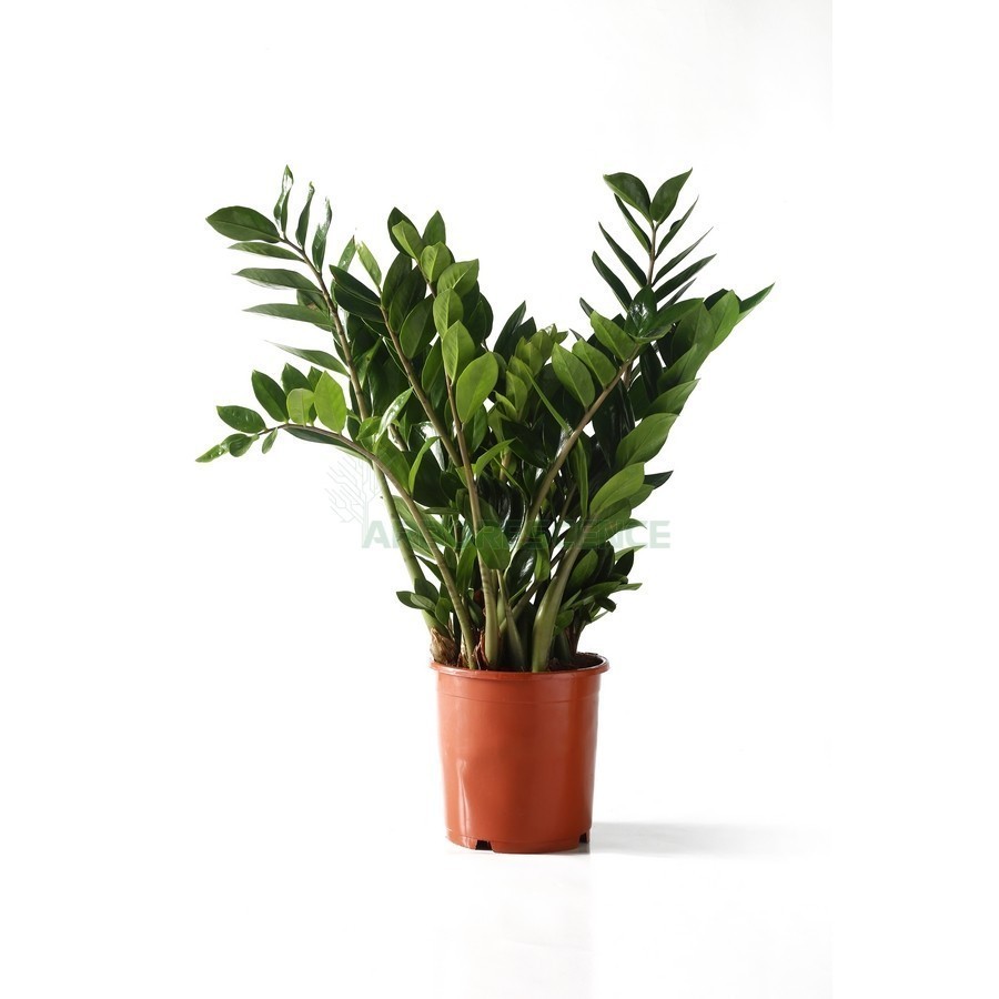 ZAMIOCULCAS ZAMIIFOLIA
