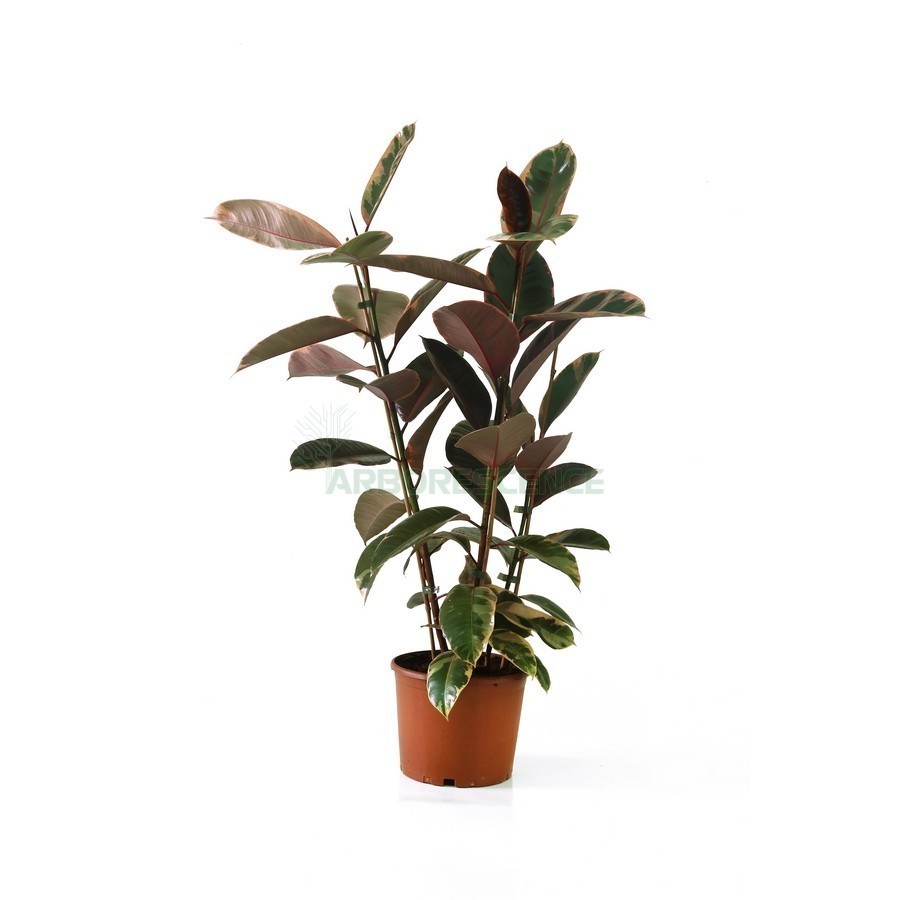 FICUS ELASTICA
