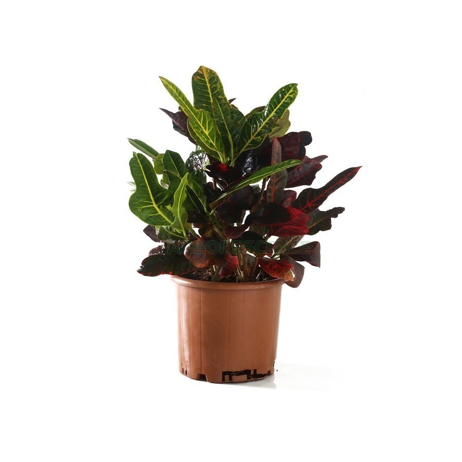 CODIAEUM PETRA (CROTON)