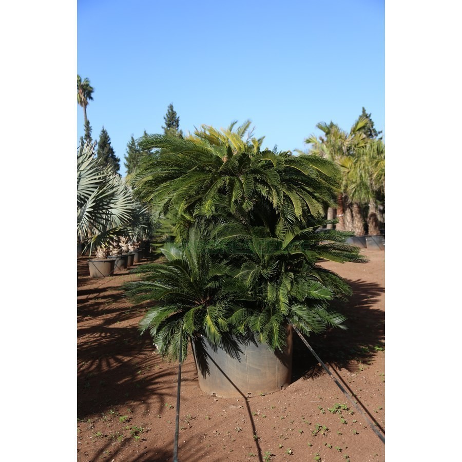 CYCAS REVOLUTA (TOUFFE)