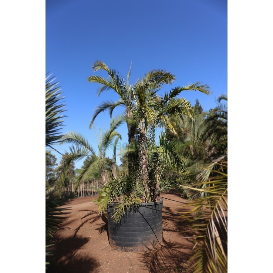 PHOENIX RECLINATA (DATTIER DU SENEGAL)