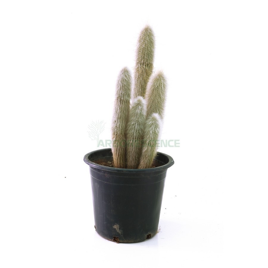 CLEISTOCACTUS STRAUSII