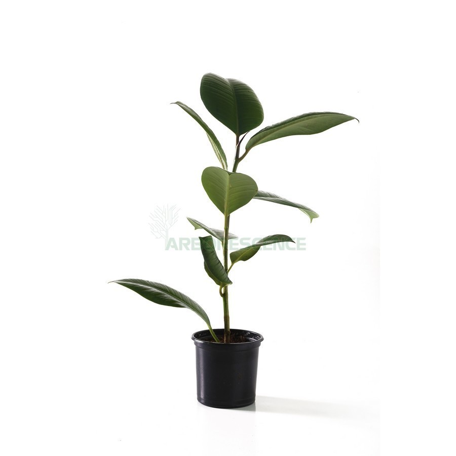 FICUS ELASTICA
