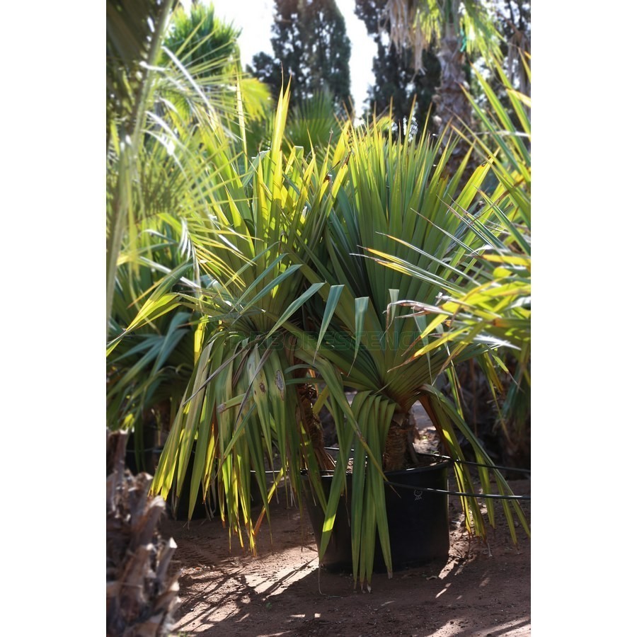 PANDANUS VEITCHII TOUFFE