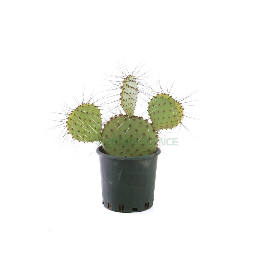 OPUNTIA MICRODASYS UNDULATA