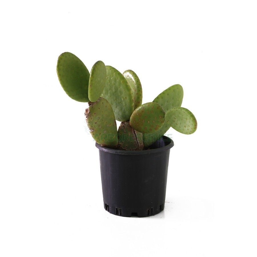 OPUNTIA MICRODASYS RUFIDA