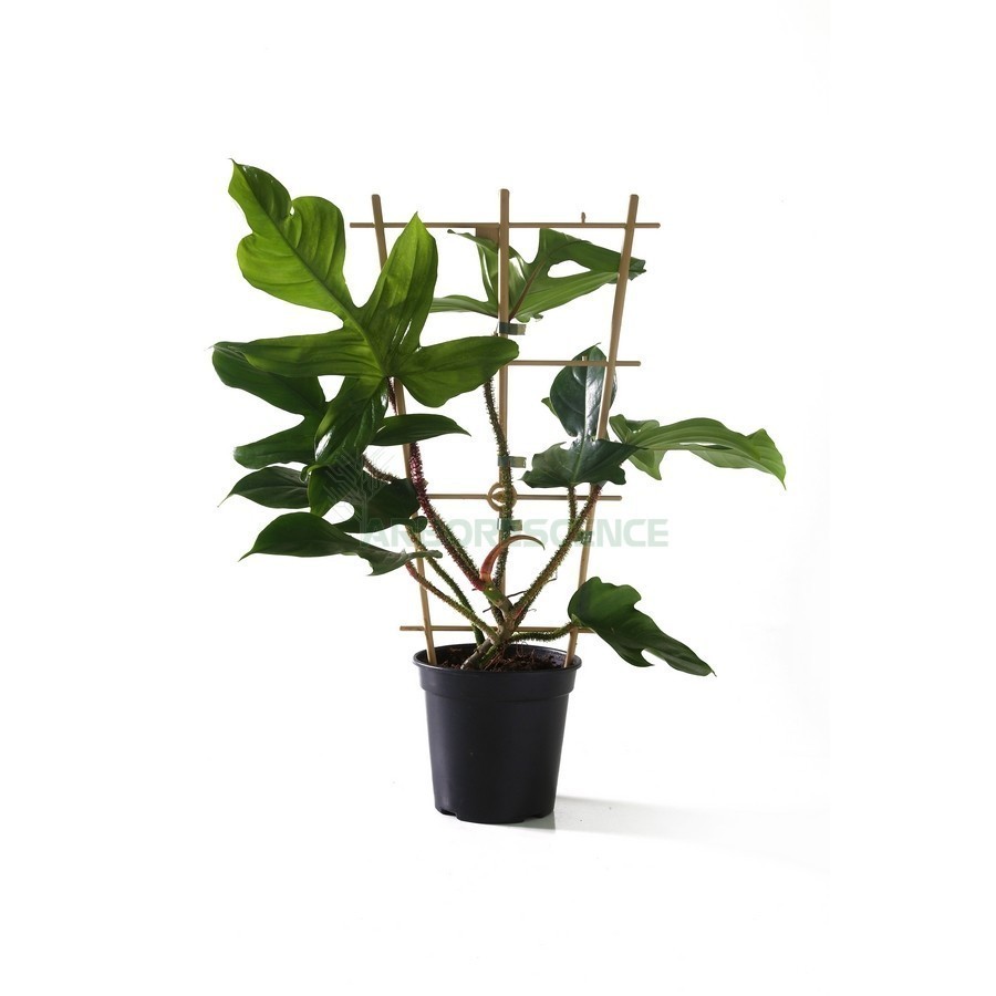 PHILODENDRON SQUAMIFERUM