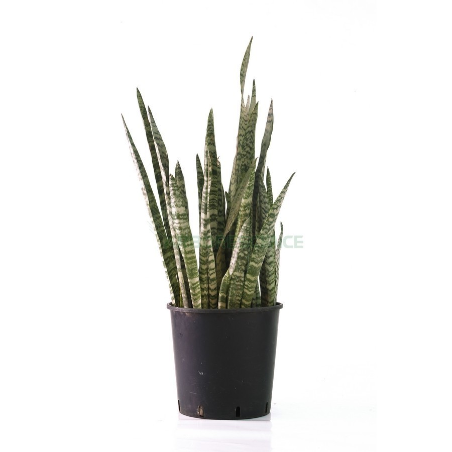 SANSEVIERIA TRIF. LAURENTII