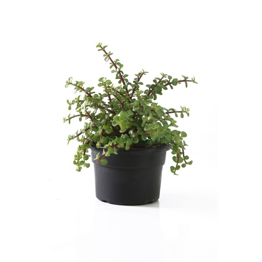 PORTULACARIA