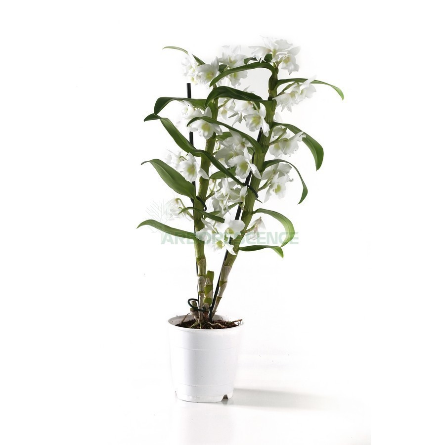 DENDROBIUM
