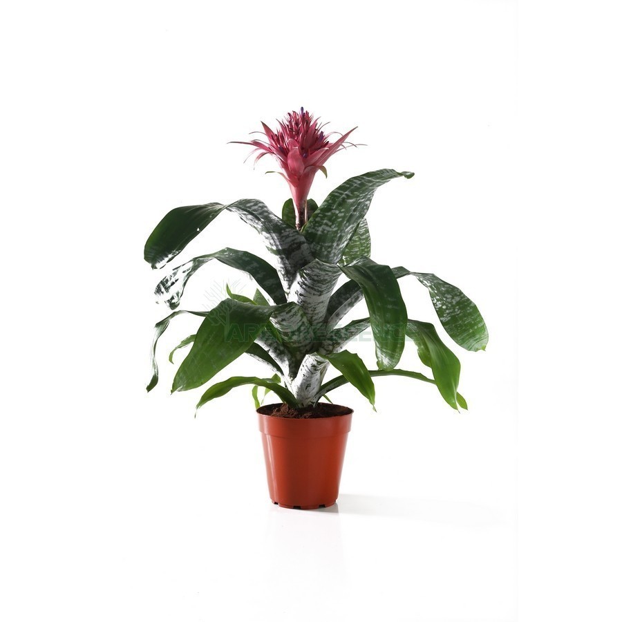 AECHMEA PRIMERA NATURE PRIDE STADIUM2