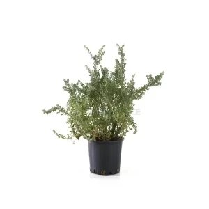 ATRIPLEX HALIMUS
