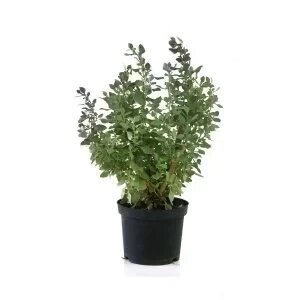 ATRIPLEX SEMIBACCATA