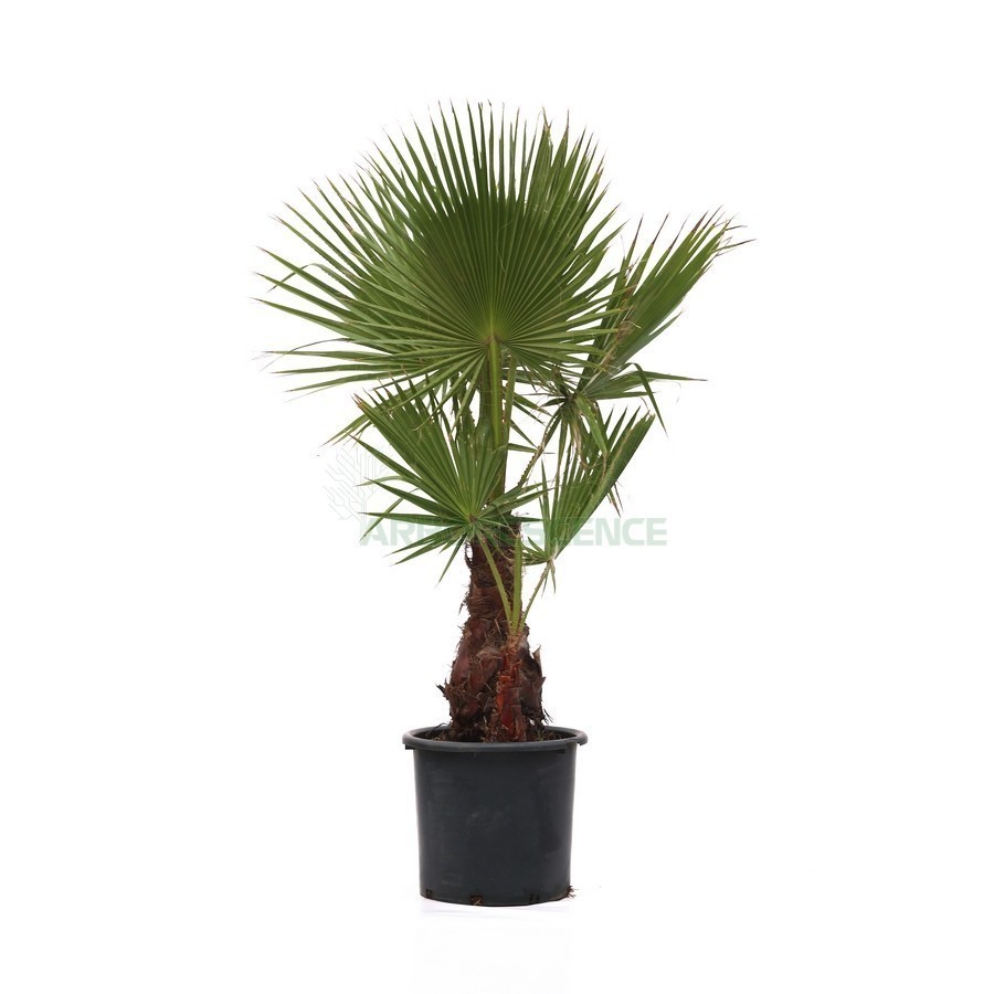 WASHINGTONIA FILIFERA (PALMIER DE CALIFORNIE PALMIER A JUPON)