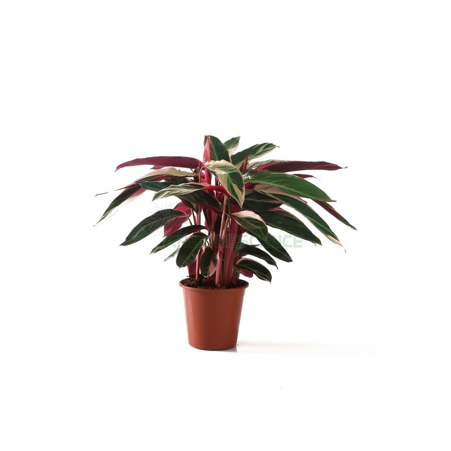 CALATHEA