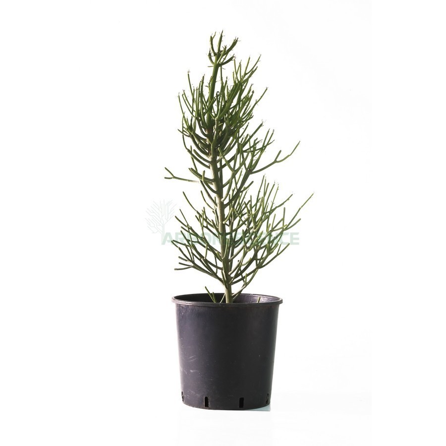 EUPHORBIA TIRUCALLI