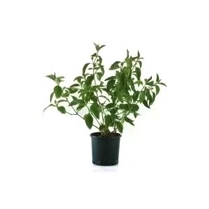 JUSTICIA PAUCIFLORA