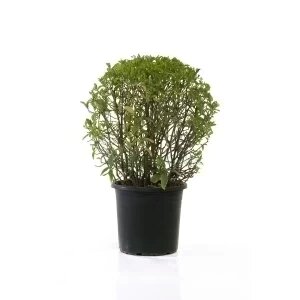 JUSTICIA PAUCIFLORA (BOULE)