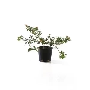 LANTANA CAMARA