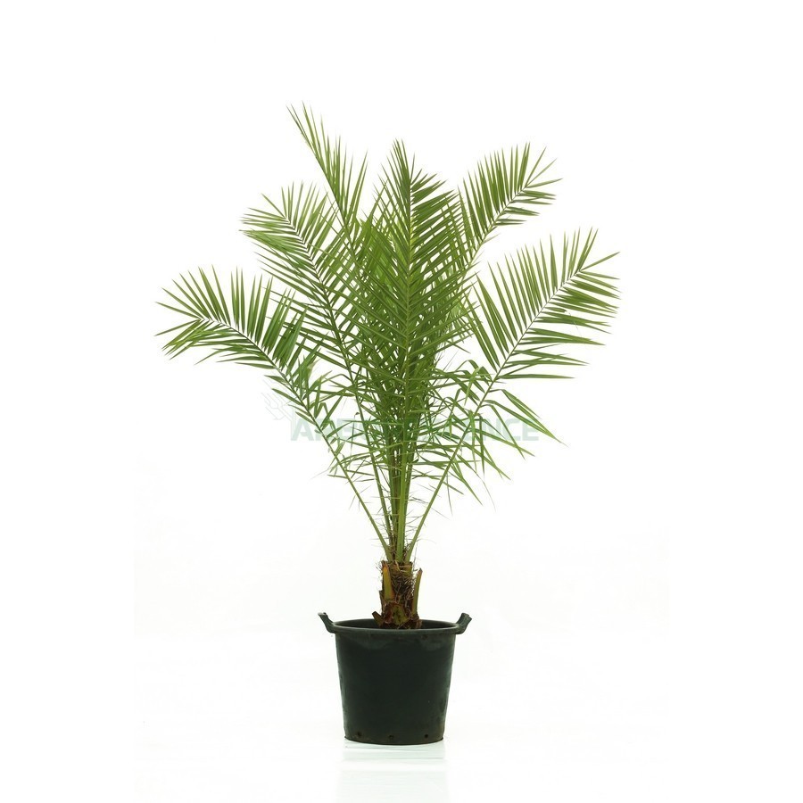 PHOENIX CANARIENSIS (DATTIER DES CANARIES)