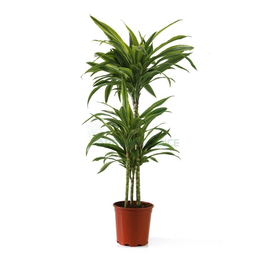 DRACAENA LEMON LIME