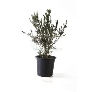 MYRTUS COMMUNIS