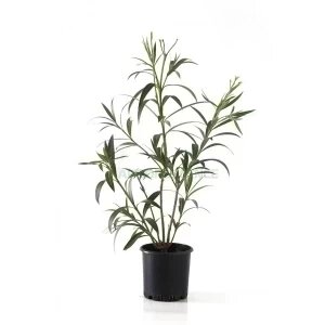 NERIUM OLEANDER
