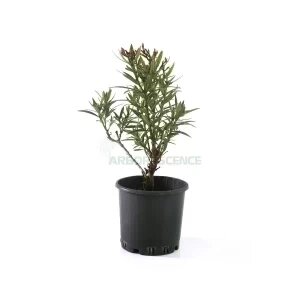 NERIUM OLEANDER NAIN
