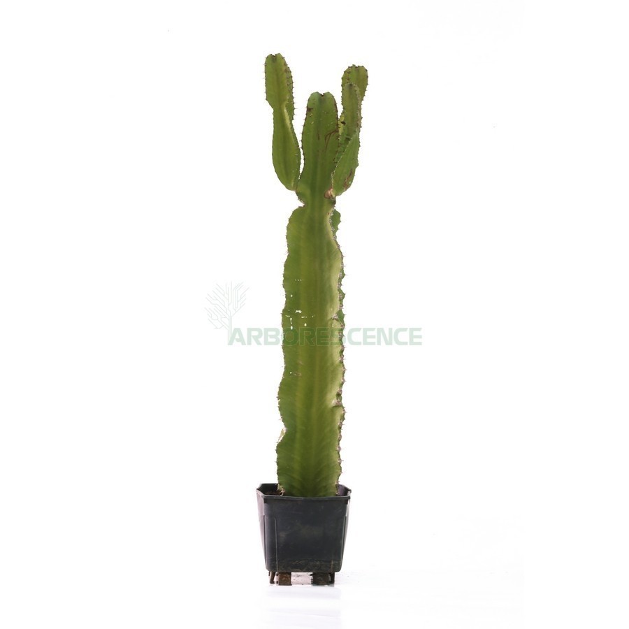 EUPHORBIA SPINANERA