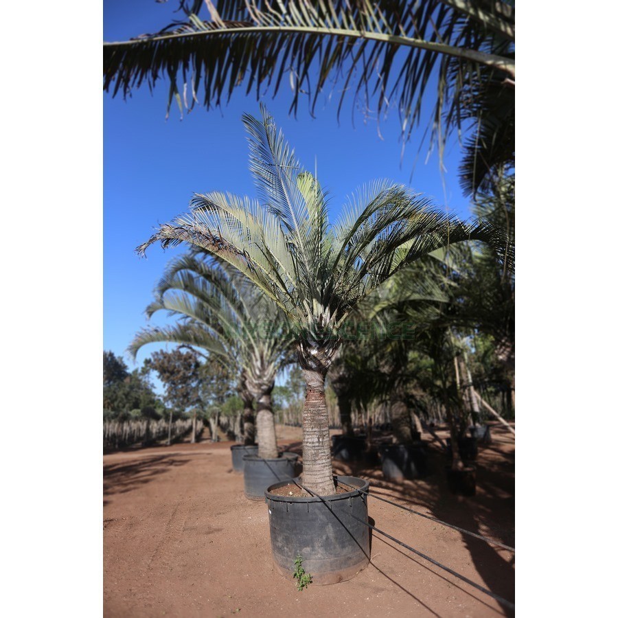DYPSIS DECARYI (PALMIER TRIANGLE)