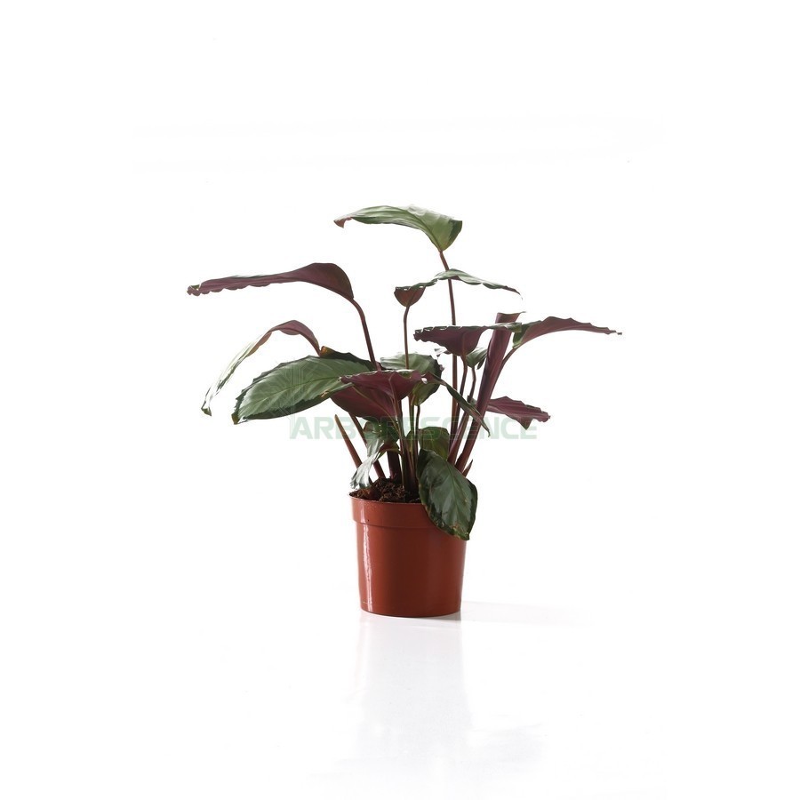 CALATHEA